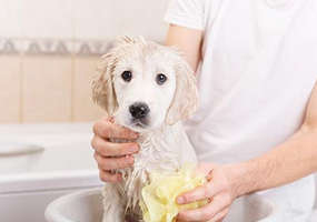 puppy dog grooming